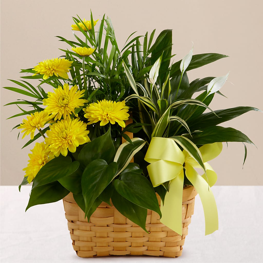 Loving Light Dishgarden – Loveland Colorado Flowers, Loveland CO