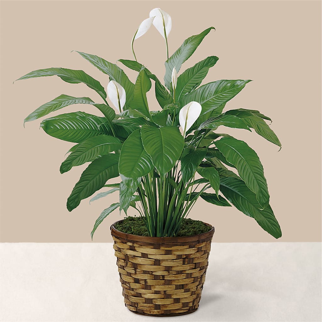 Tranquil Moments Peace Lily Plant – Loveland Colorado Flowers, Loveland CO