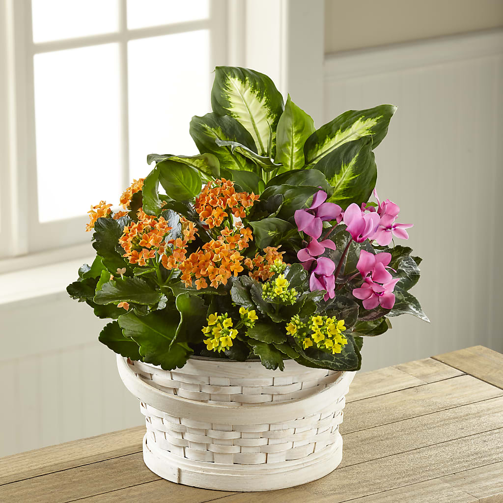 Color Crush Dishgarden – Loveland Colorado Flowers, Loveland CO