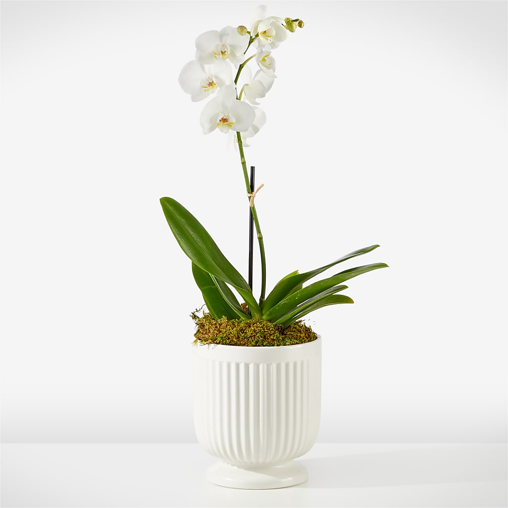 Whispering White Orchid – Loveland Colorado Flowers, Loveland CO