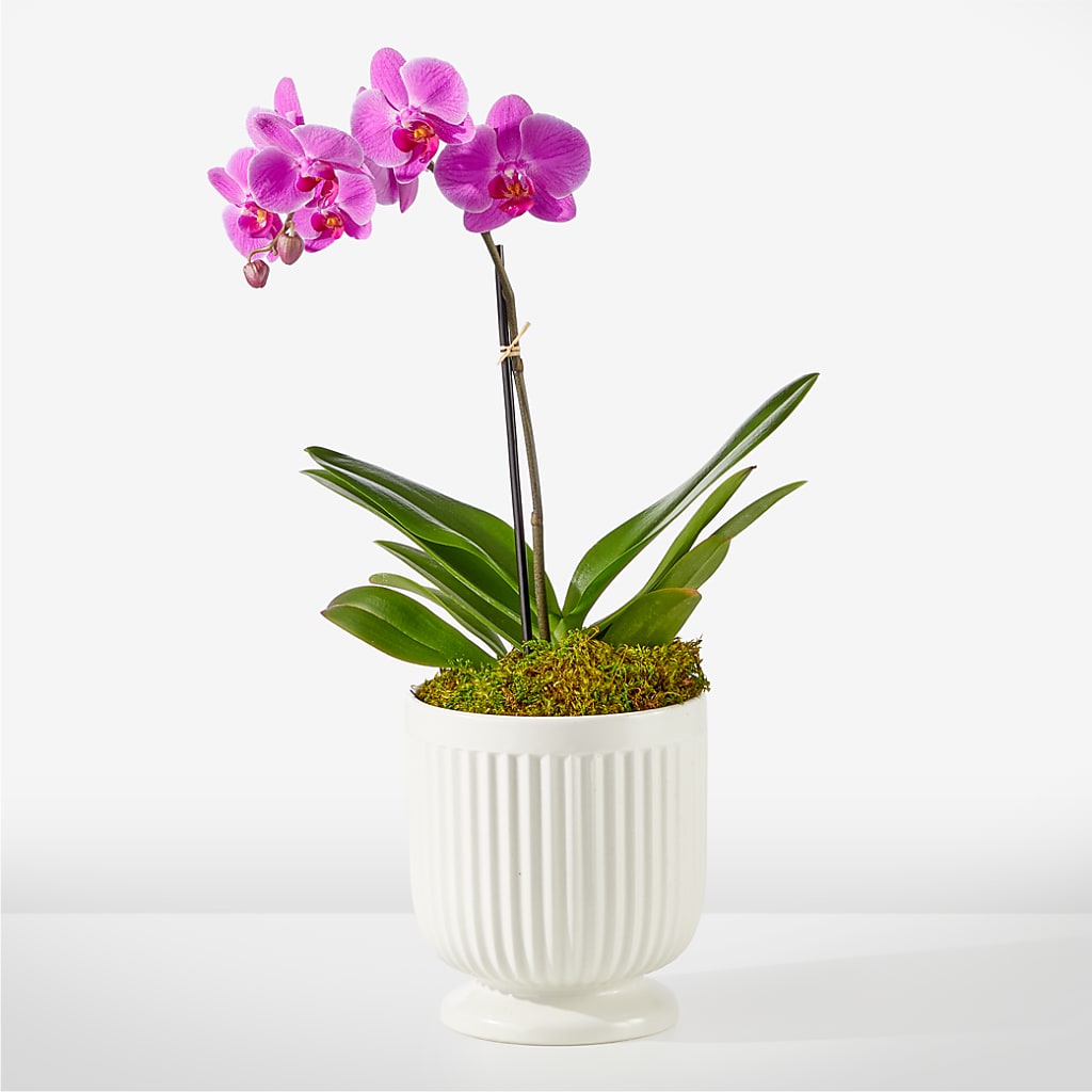 Friendly Fuchsia Orchid – Loveland Colorado Flowers, Loveland CO