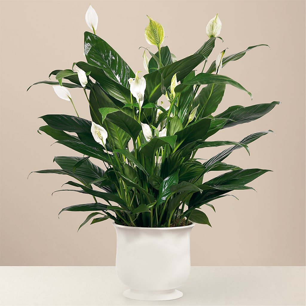 Comfort Planter – Loveland Colorado Flowers, Loveland CO