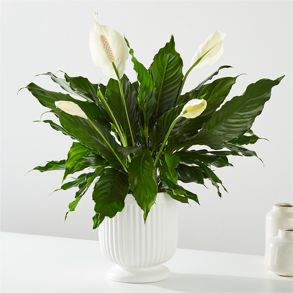 Comfort Planter – Loveland Colorado Flowers, Loveland CO