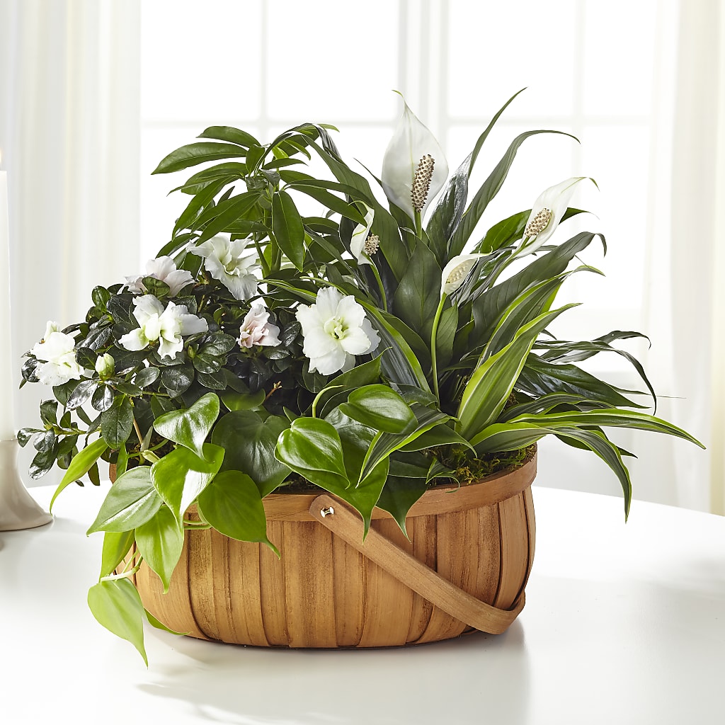 Serene Dishgarden – Loveland Colorado Flowers, Loveland CO
