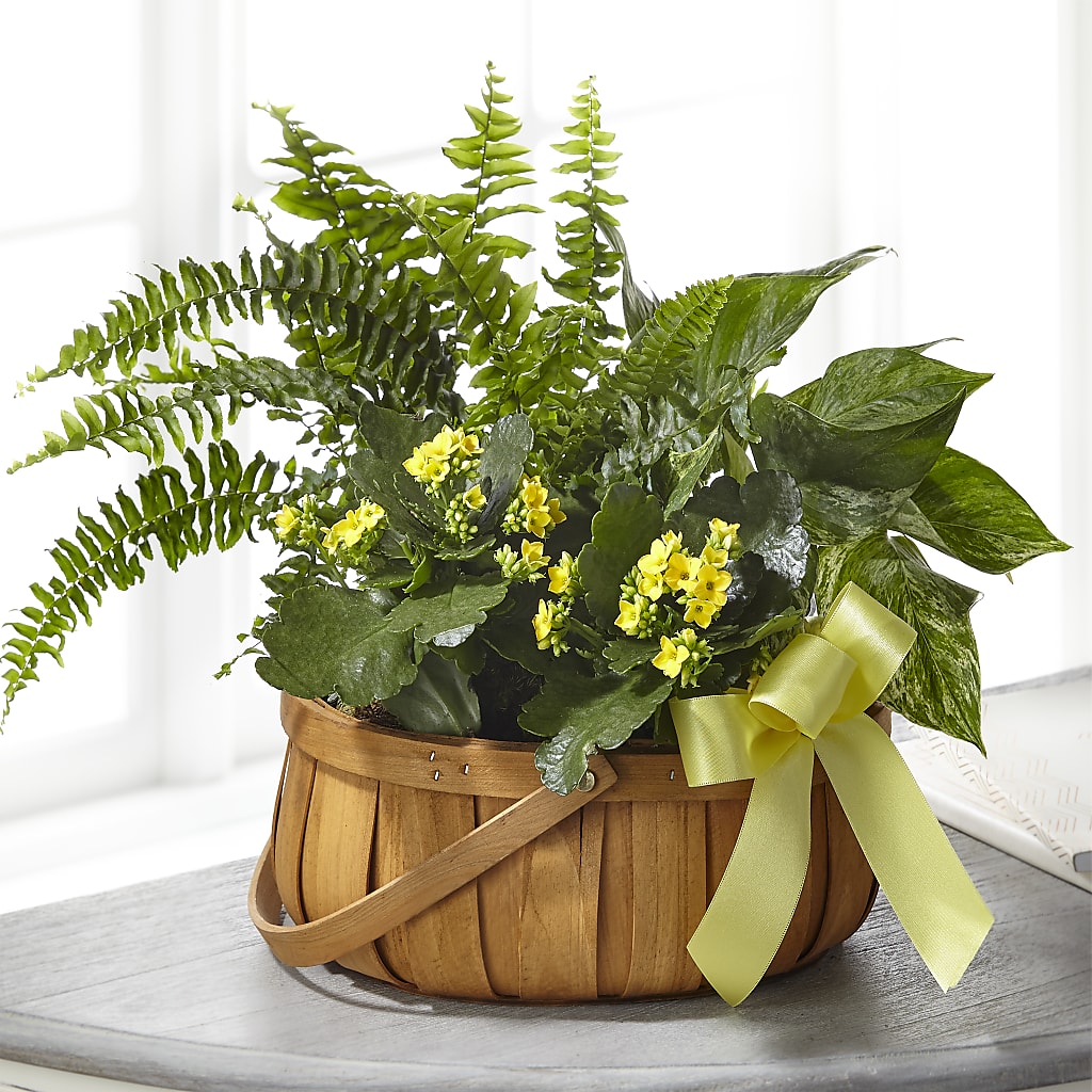 Always Dear Dishgarden – Loveland Colorado Flowers, Loveland CO