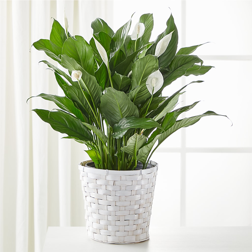 A New Leaf Peace Lily – Loveland Colorado Flowers, Loveland CO