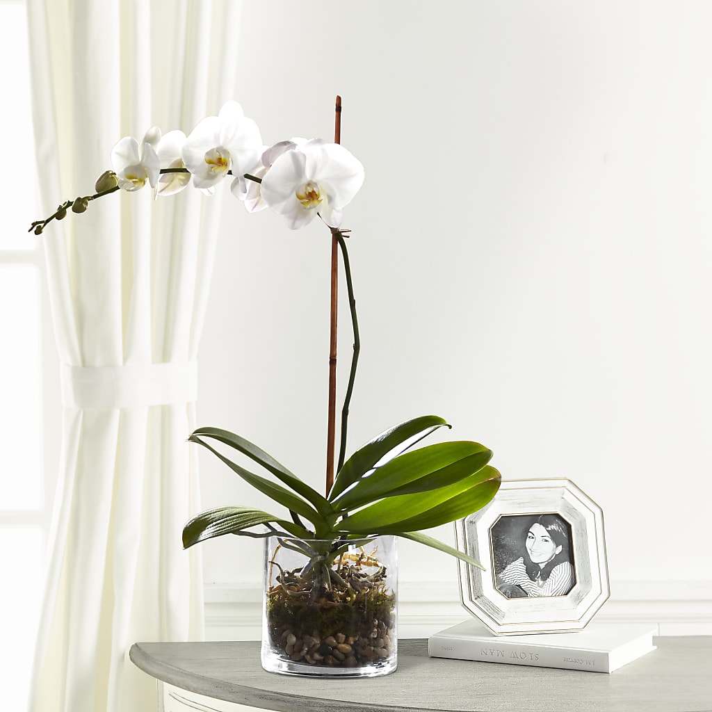 White Orchid Planter – Loveland Colorado Flowers, Loveland CO
