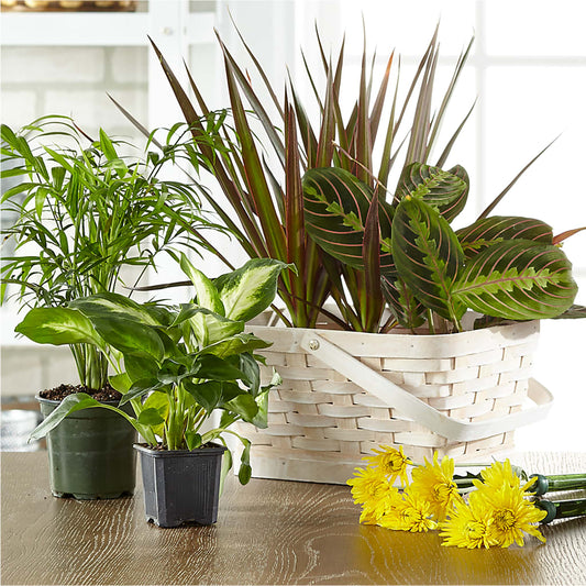 Florist Designed Blooming and Green Plants in a Basket –  Loveland Colorado Flowers, Loveland CO