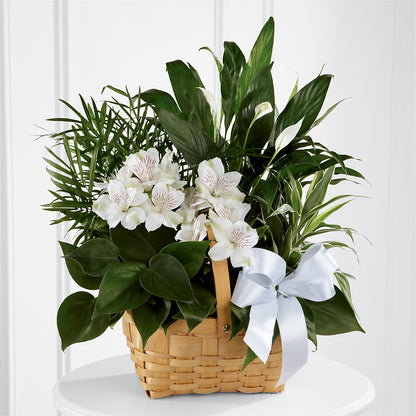 Peace & Serenity Dishgarden –  Loveland Colorado Flowers, Loveland CO