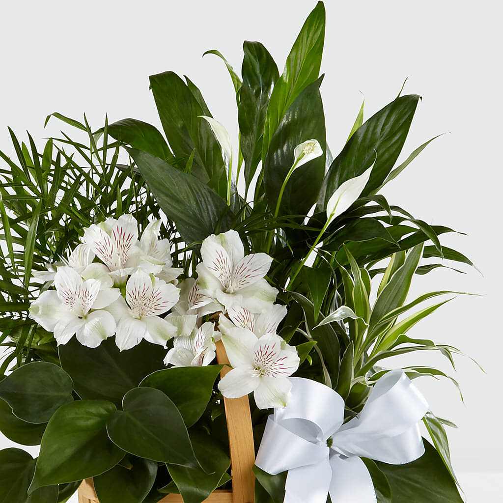 Peace & Serenity Dishgarden –  Loveland Colorado Flowers, Loveland CO