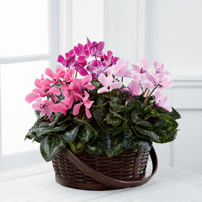 Mixed Cyclamen Planter –  Loveland Colorado Flowers, Loveland CO