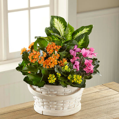 Color Crush Dishgarden –  Loveland Colorado Flowers, Loveland CO