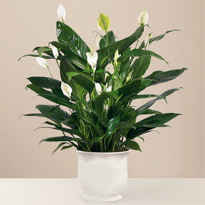 Comfort Planter –  Loveland Colorado Flowers, Loveland CO