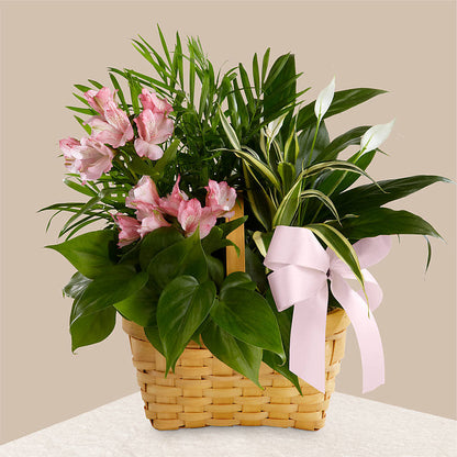 Living Spirit Dishgarden –  Loveland Colorado Flowers, Loveland CO