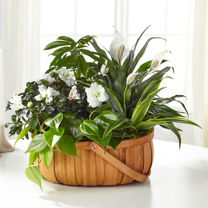 Serene Dishgarden –  Loveland Colorado Flowers, Loveland CO