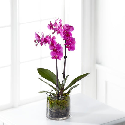 Pink Orchid Plant –  Loveland Colorado Flowers, Loveland CO