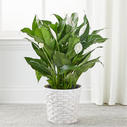 A New Leaf Peace Lily –  Loveland Colorado Flowers, Loveland CO
