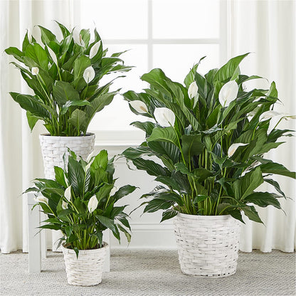 A New Leaf Peace Lily –  Loveland Colorado Flowers, Loveland CO