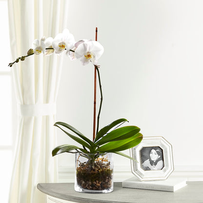 White Orchid Planter –  Loveland Colorado Flowers, Loveland CO