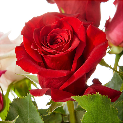 Love Notes Rose Bouquet –  Loveland Colorado Flowers, Loveland CO